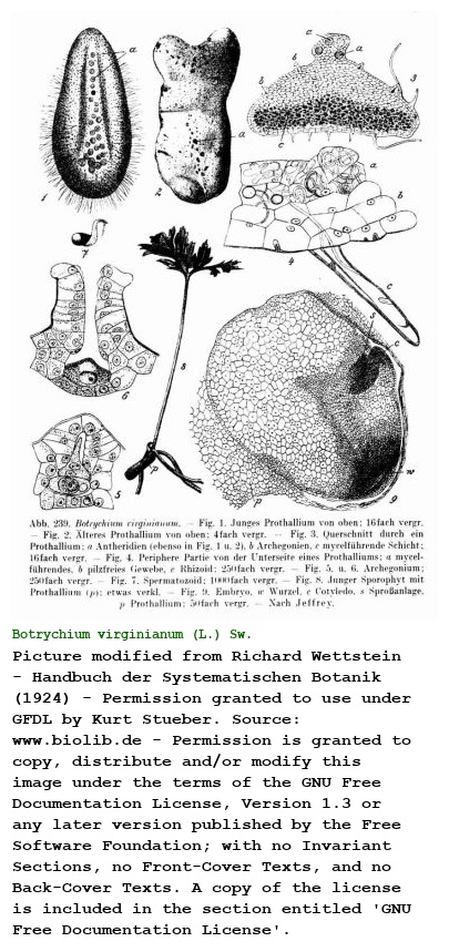 Botrychium virginianum (L.) Sw.